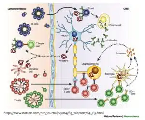 Immune Responses in Acute MS Lesions