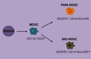 Human MDSC subsets1