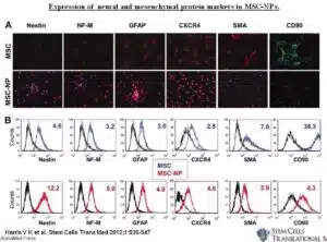 Stem Cells Trans Med 2012 Jul 17 536 47 Figure 3
