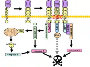 fas signaling