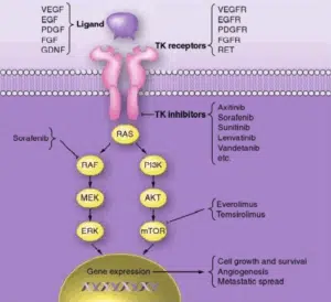 kinase targets in thyroid cancer resized 600
