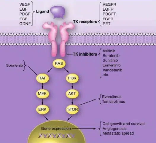 TREATING ADVANCED THYROID CANCER WITH PROTEIN KINASE INHIBITORS