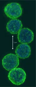 cd4