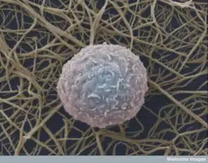 human white blood cell