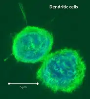 dendritic cells 2