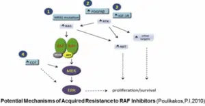 resistance to RAF inhibitors resized 600