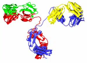 Progranulin Antibodies a Common Link in Vasculitis, Lupus, and RA 1 IgG2 antibody