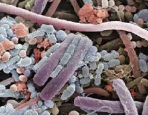 Microbiota