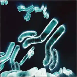 autoantibodies