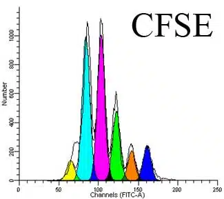 The nuances of using CFSE to monitor lymphocyte proliferation 1 cfse staining1