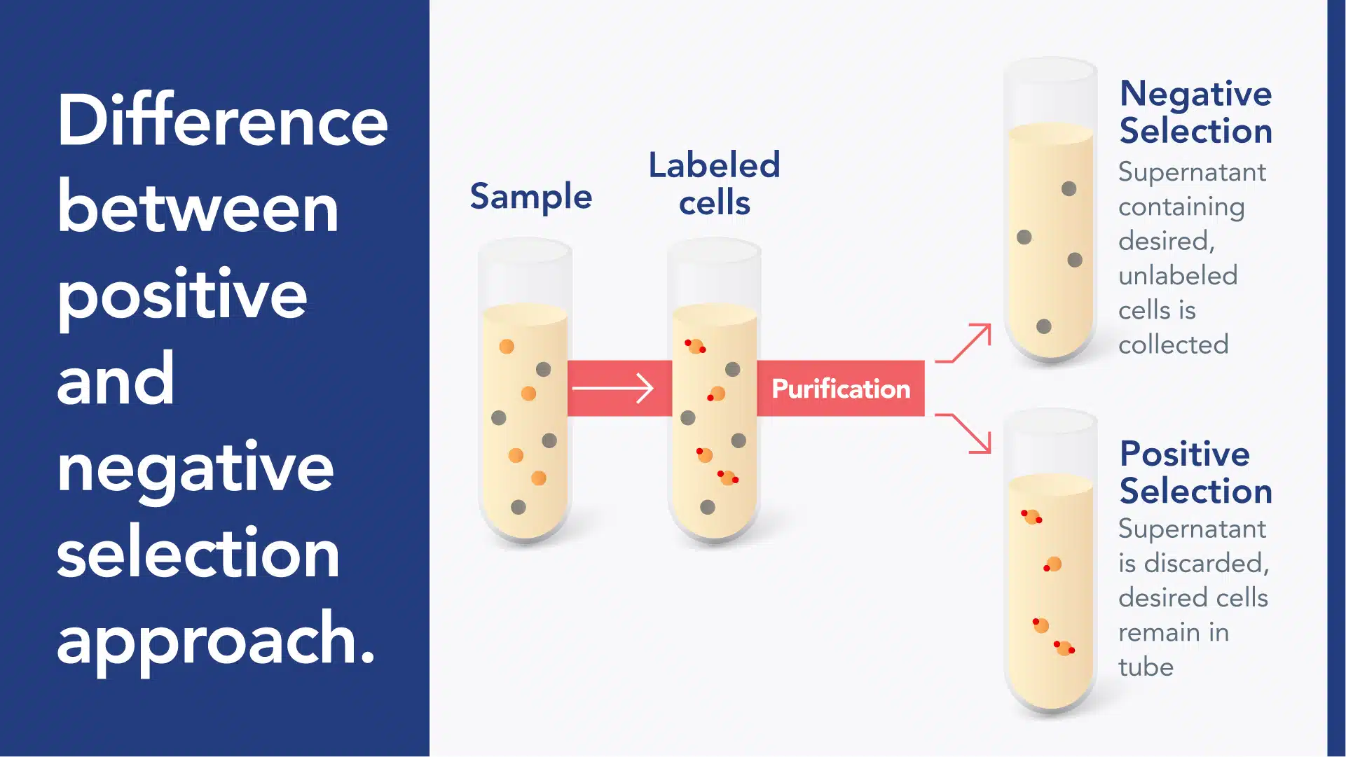 7 Factors to Consider When Isolating Specific Cell Types 1 The difference between positive and negative selection approaches.