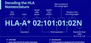 HLA Nomenclature Thumbnail 1