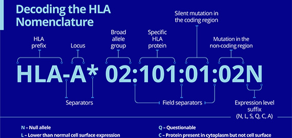 HLA Fuels Autoimmunity
