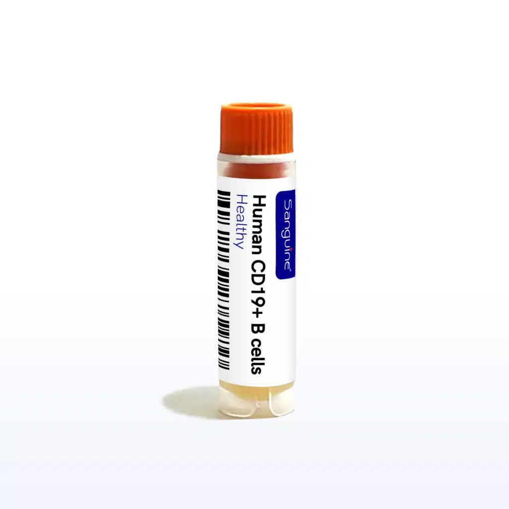 CD19+ B Cells