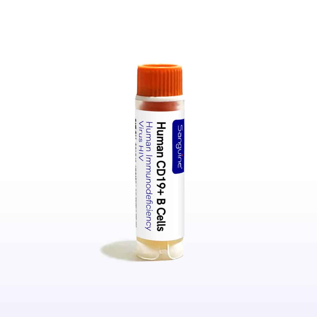 Human Immunodeficiency Virus HIV CD19+ B Cells