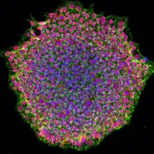 Human induced pluripotent stem cell colony 51816035910