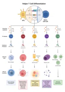 Helper T Cell Differentiation