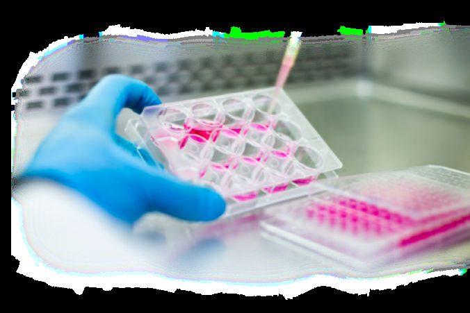 Apheresis Portfolio — Leukopaks & Leukopak-derived PBMCs 2 Assay plate used with LeukoLot PBMCs