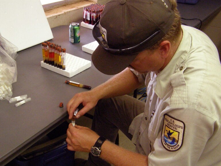 Researcher pouring serum from a blood sample into a collection tube for laboratory testing