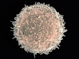 human b lymphocyte micrograph