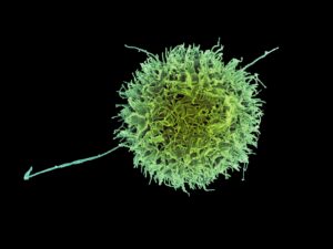 human nk cell micrograph